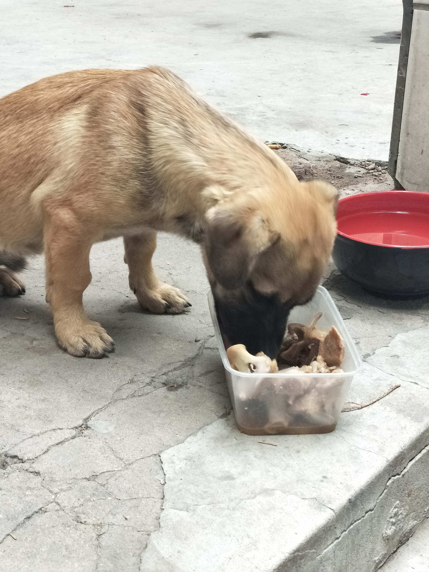 狗食图片大全图片