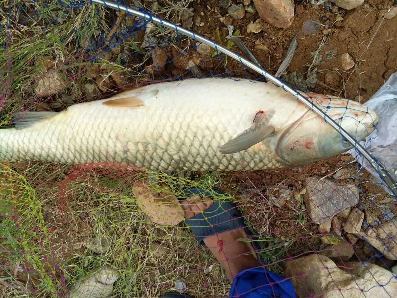 晒渔获了,十三斤的大草鱼