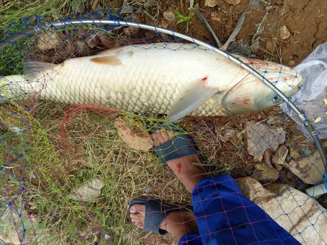 晒渔获了,十三斤的大草鱼