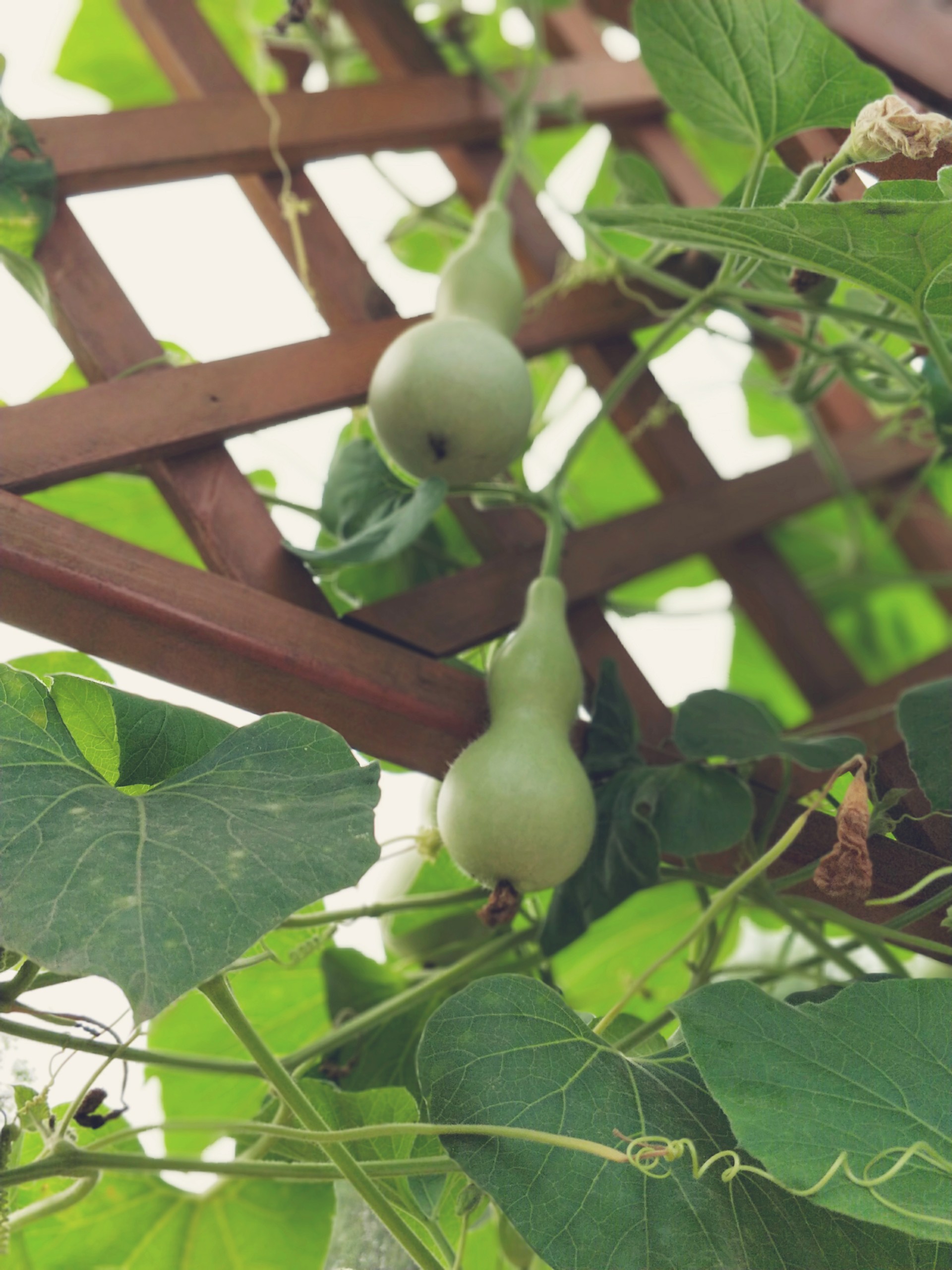 葫芦娃,葫芦娃,一根藤上七个瓜