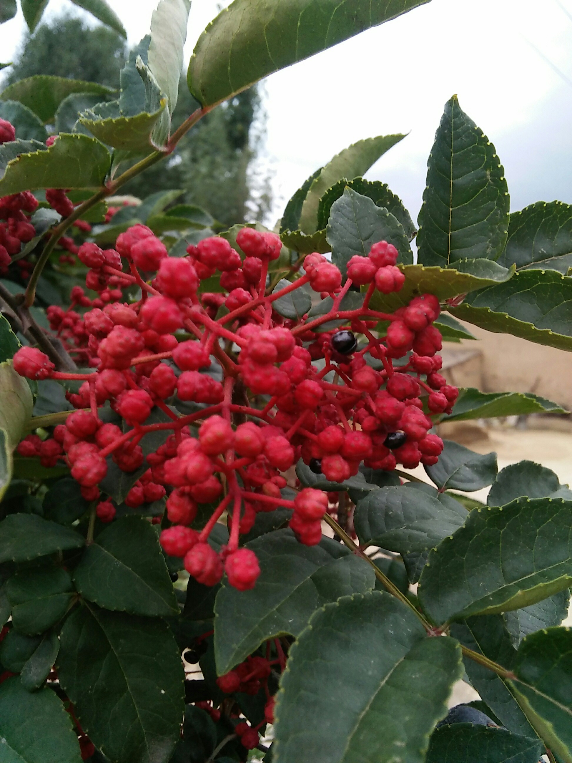 秋日私语#花椒红了_帖子_oppo手机官方社区