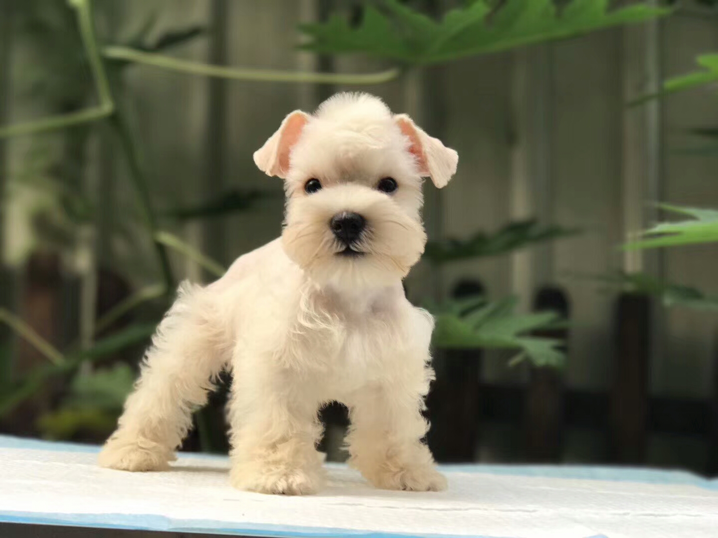 雪拉瑞优惠找主人