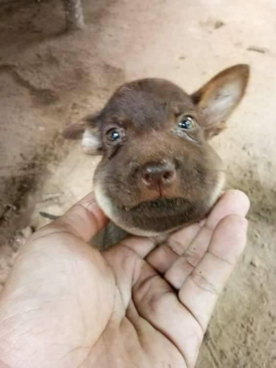 可爱,搞笑,又让人心疼,它被蜜蜂亲啦!