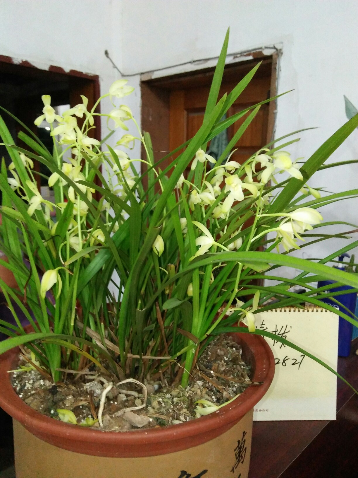 九月你好兰花漂亮吗?[表情][表情]_帖子_oppo手机官方社区