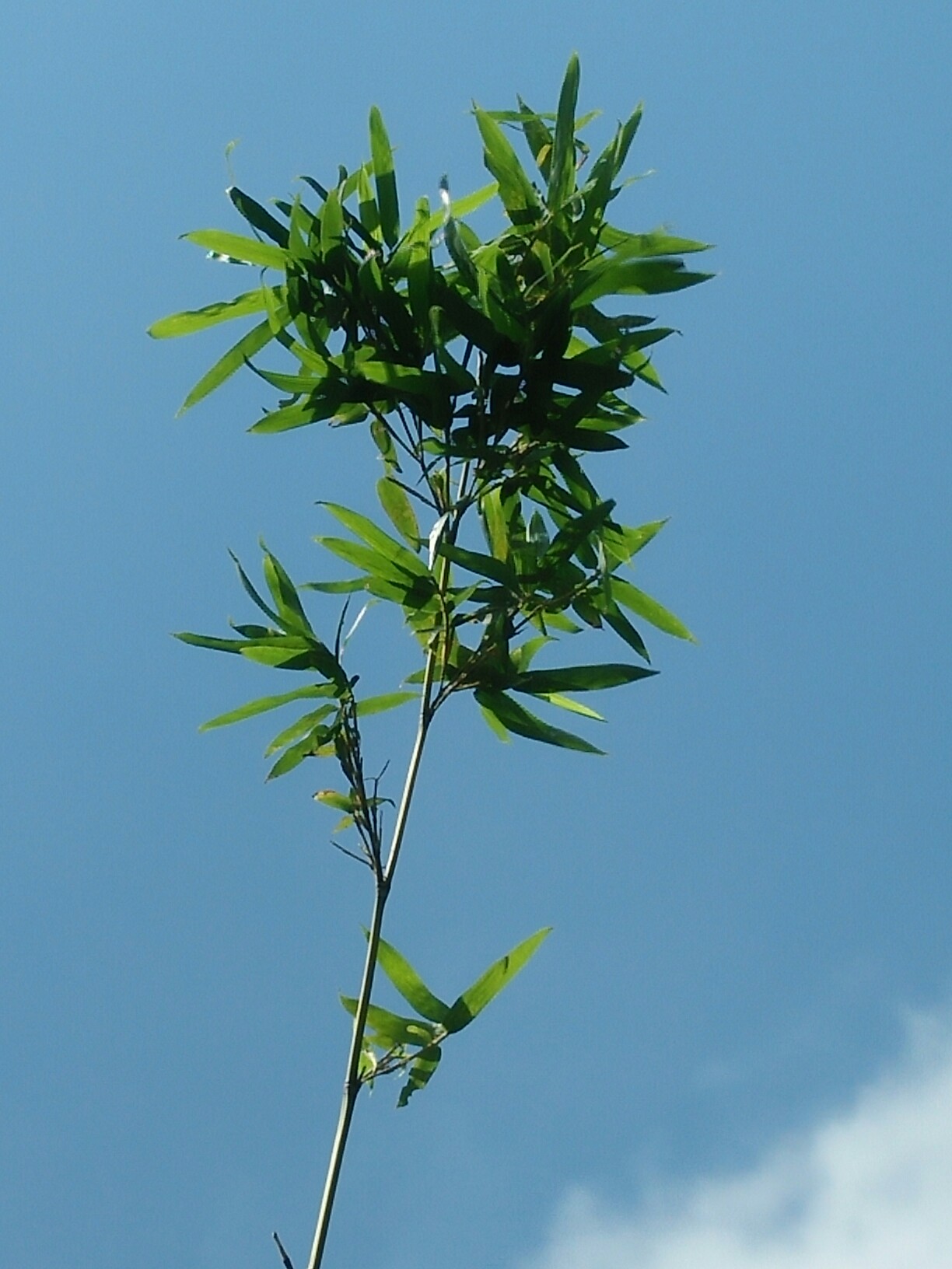 平安竹