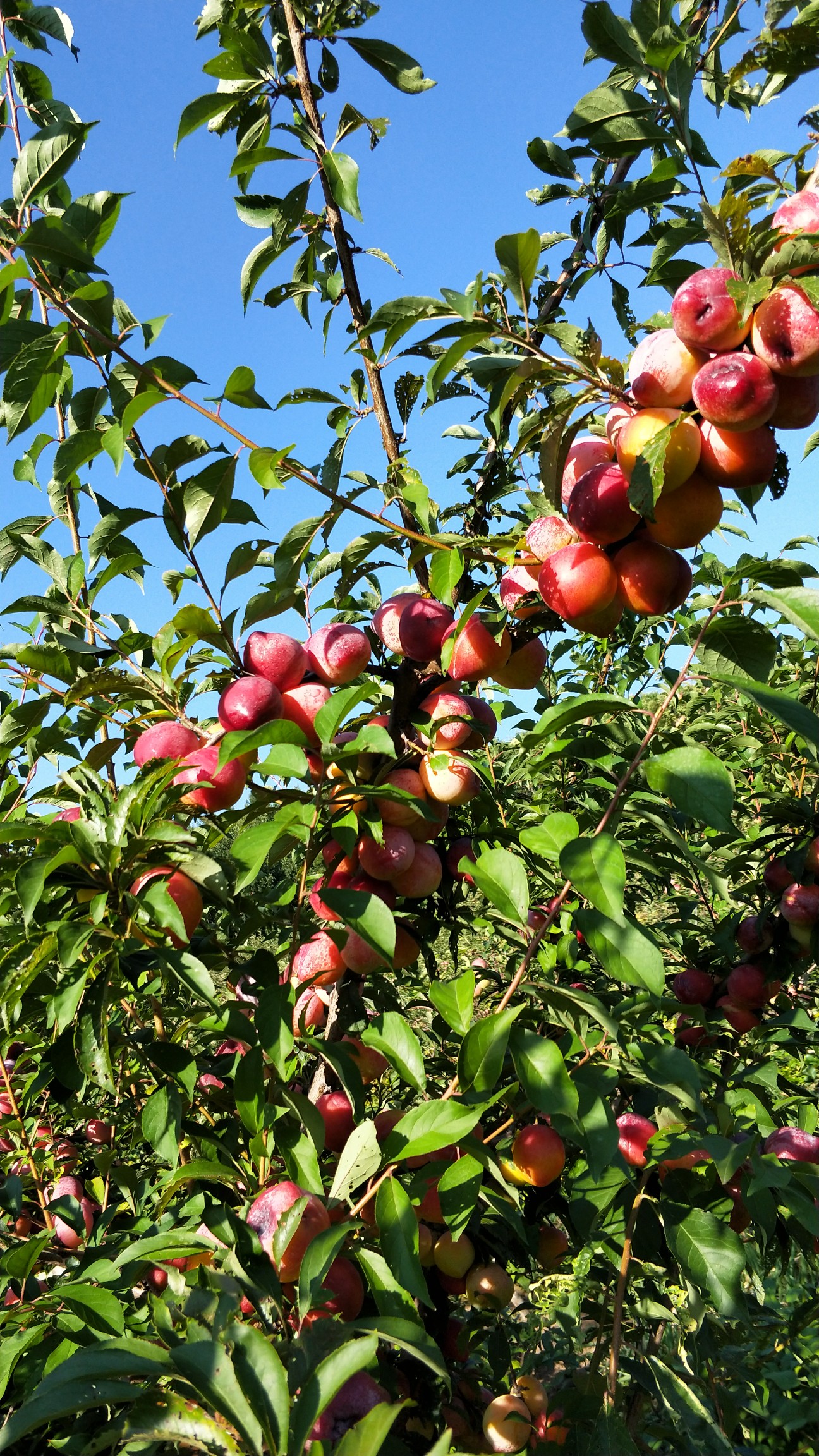 用手机记录生活#喜欢秋天硕果累累