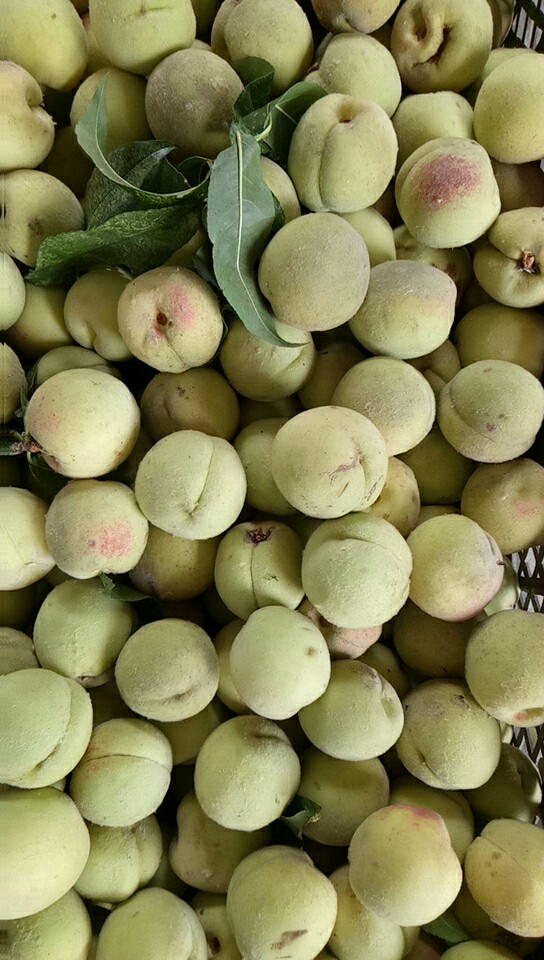 用手机记录生活#我家的小毛桃