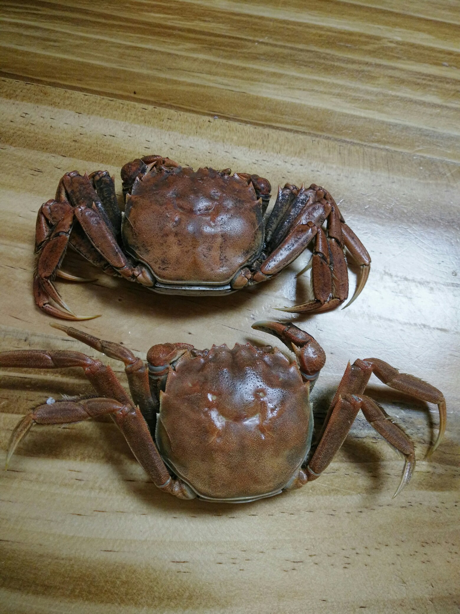 螃蟹螃蟹,横着走