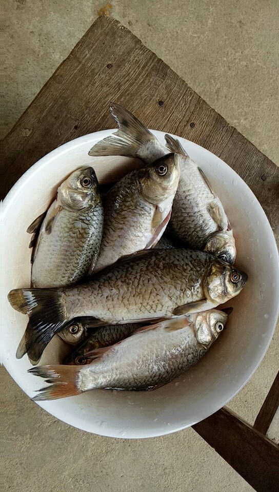 来来来,喝 鲫鱼汤咯,纯野生河鲫鱼