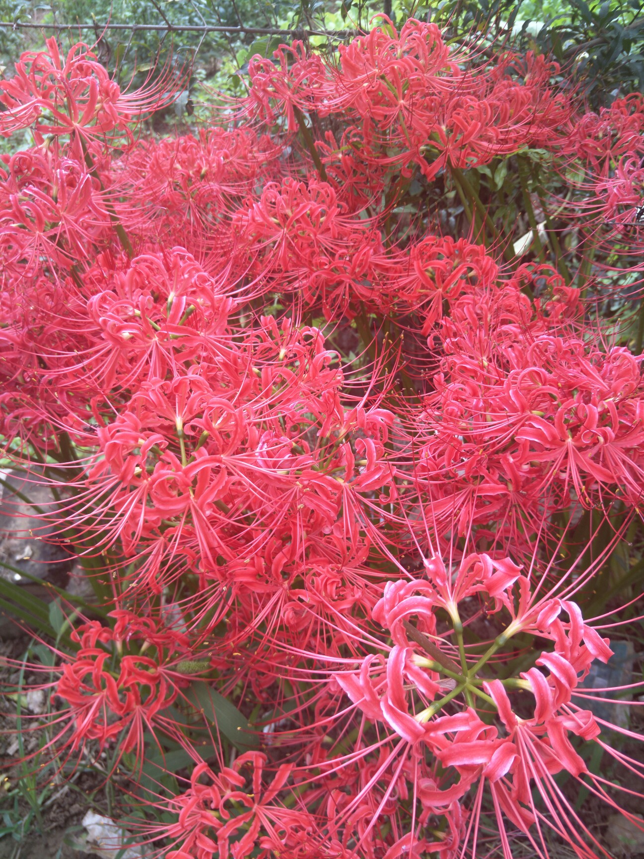 曼珠沙华,彼岸花