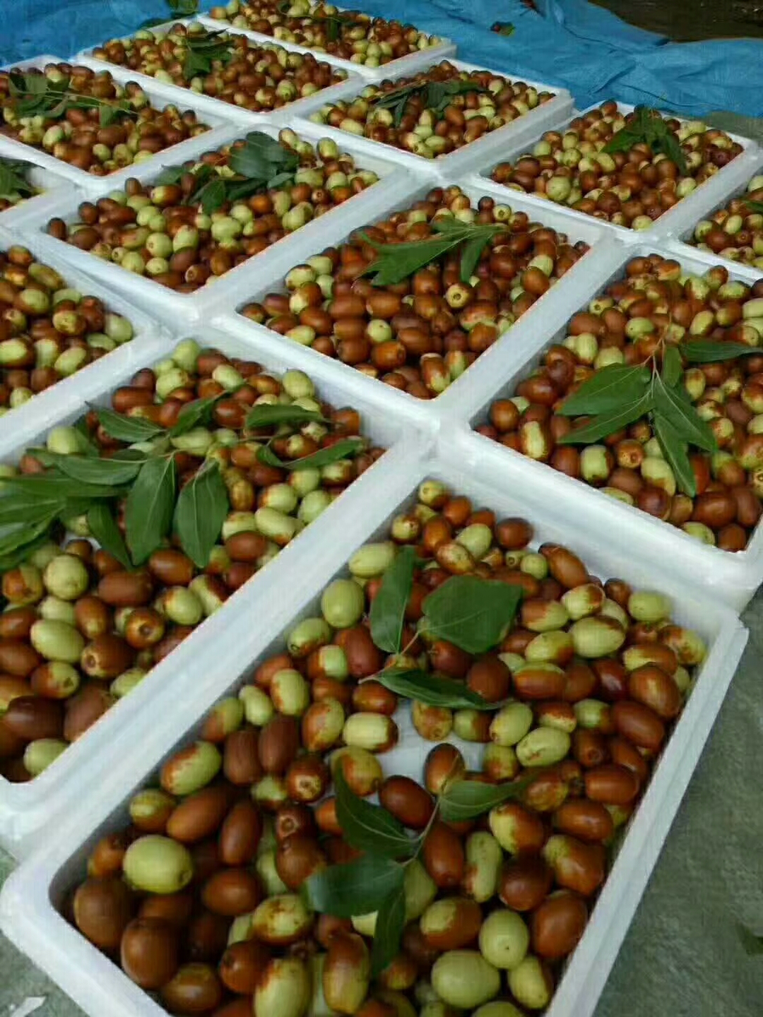 金丝小枣谁想吃?