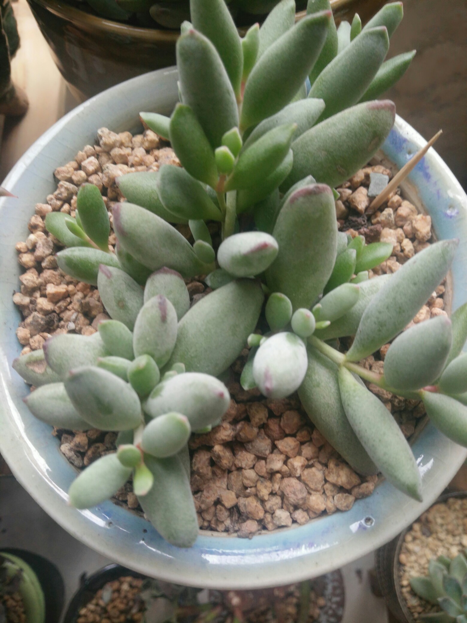 精灵豆福娘_帖子_oppo手机官方社区