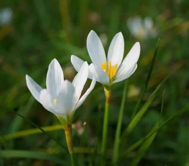 白色韭兰_帖子_oppo手机官方社区