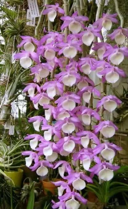 粉紫色石斛花_帖子_oppo手机官方社区