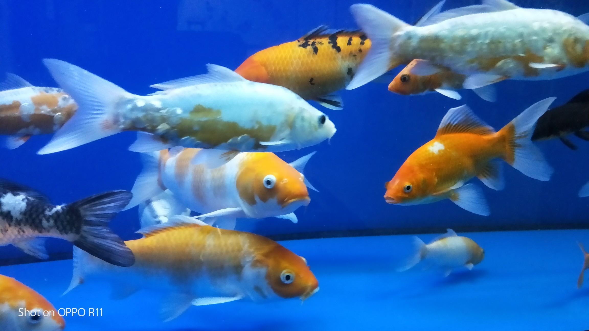 老板的鱼缸,这鱼似乎不太高兴