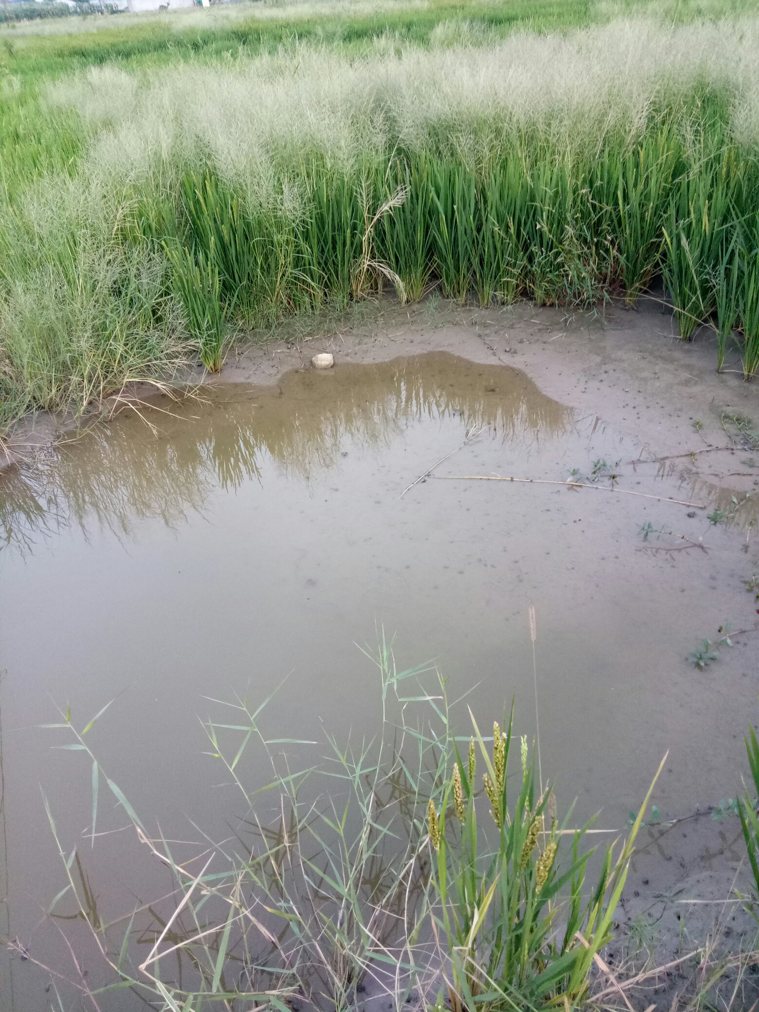 塘子的鱼儿赶快游