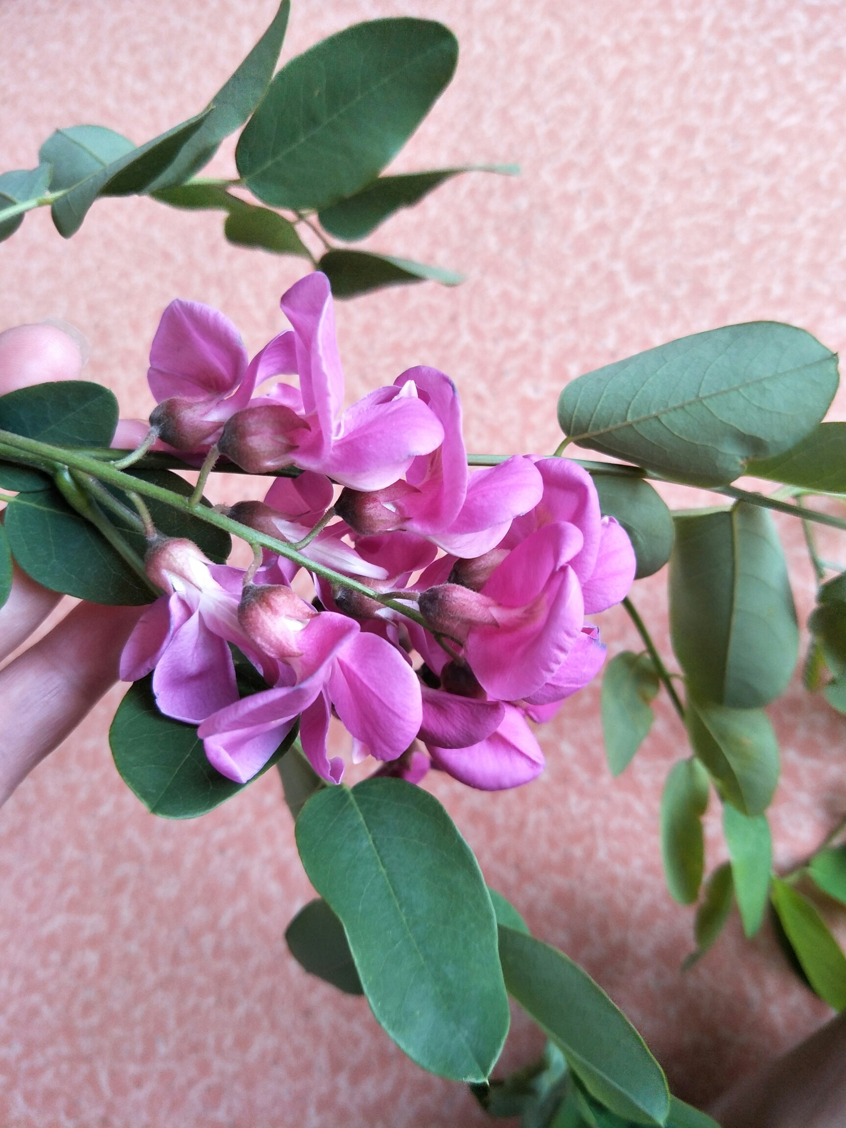 紫色槐花,美丽迷人