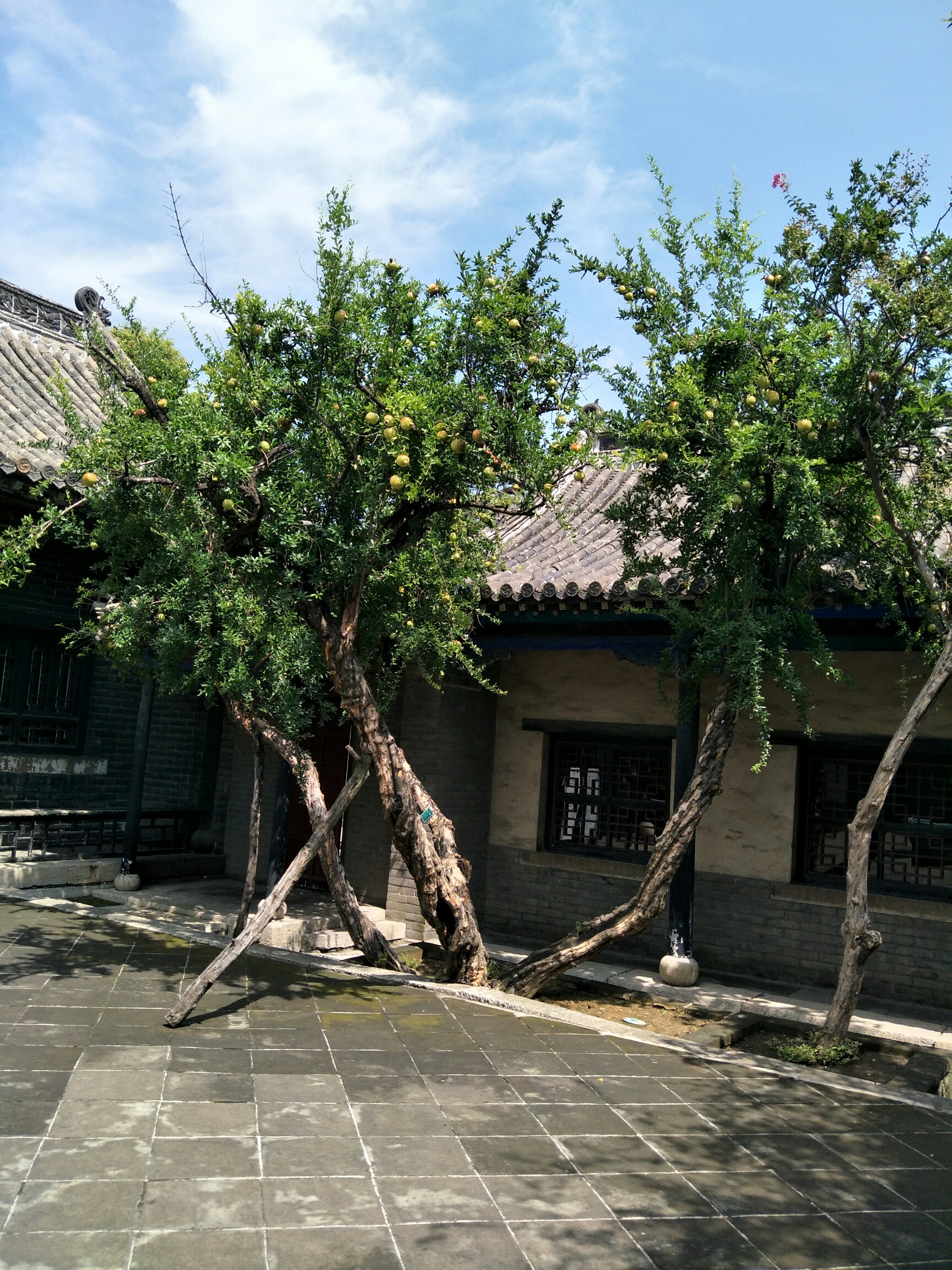 一千种生活,一种拍照方式#百年石榴树