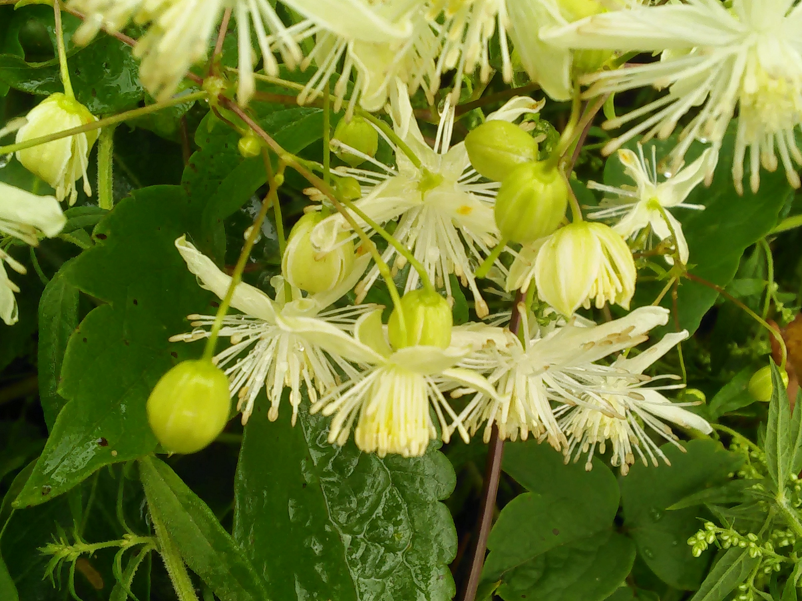 一千种生活,一种拍照方式##九月你好#野生铁线莲.