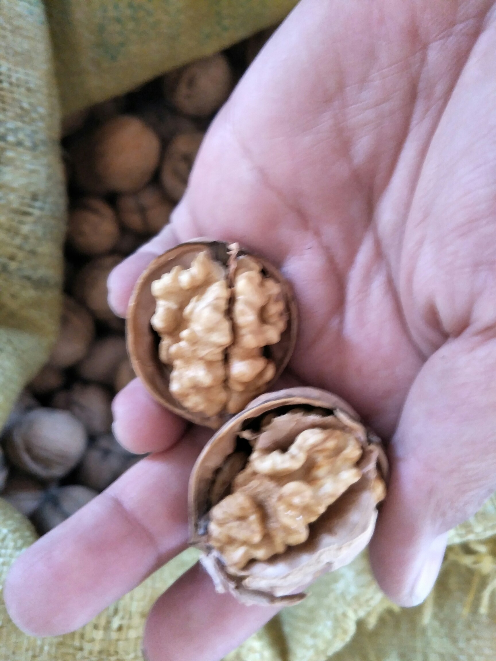 向美食势力低头#纸皮核桃新疆_帖子_oppo手机官方社区