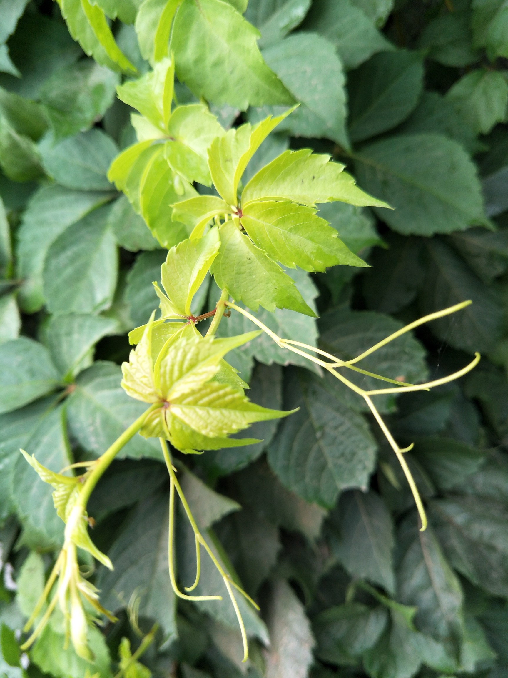 秋分物语#五叶地锦_帖子_oppo手机官方社区