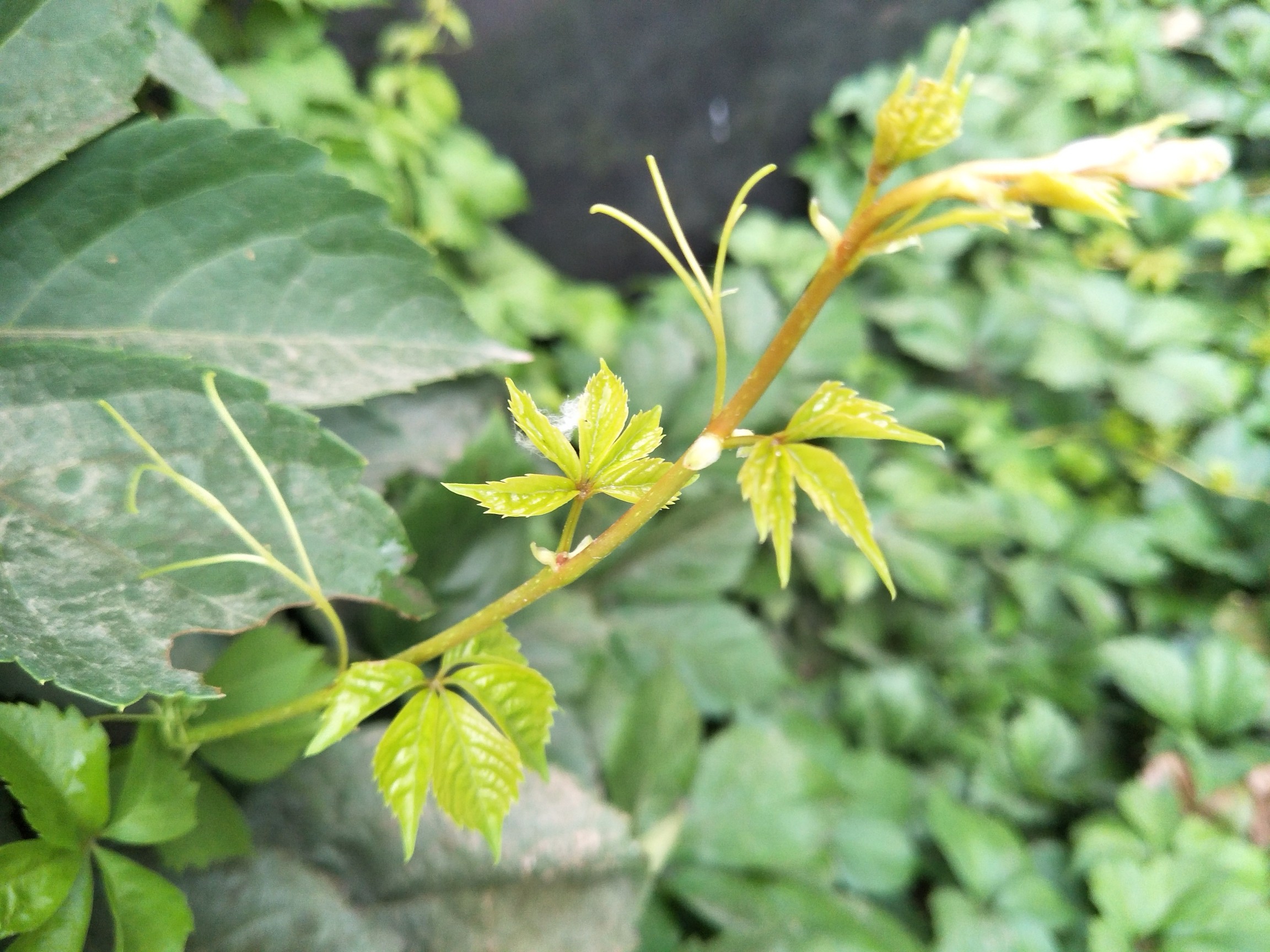 秋分物语#五叶地锦_帖子_oppo手机官方社区