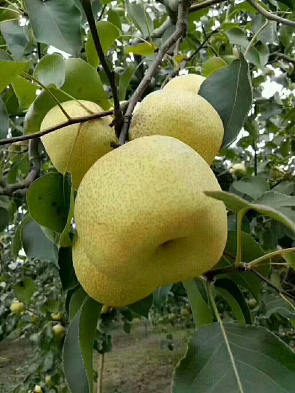 梨都[表情]砀山_帖子_oppo手机官方社区