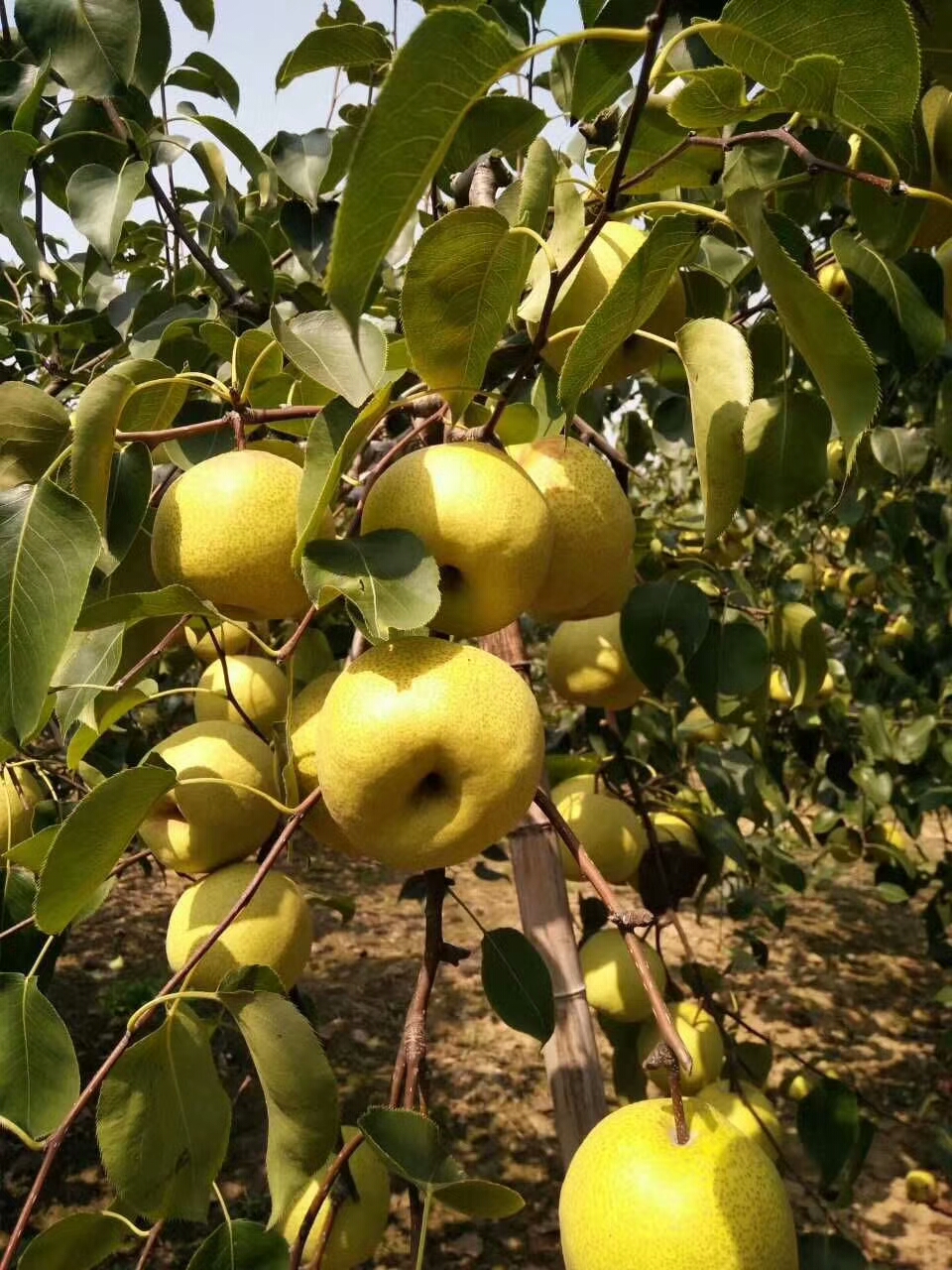 梨都[表情]砀山_帖子_oppo手机官方社区