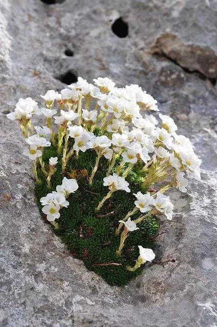 夹缝中的美景,感受生命的力量!