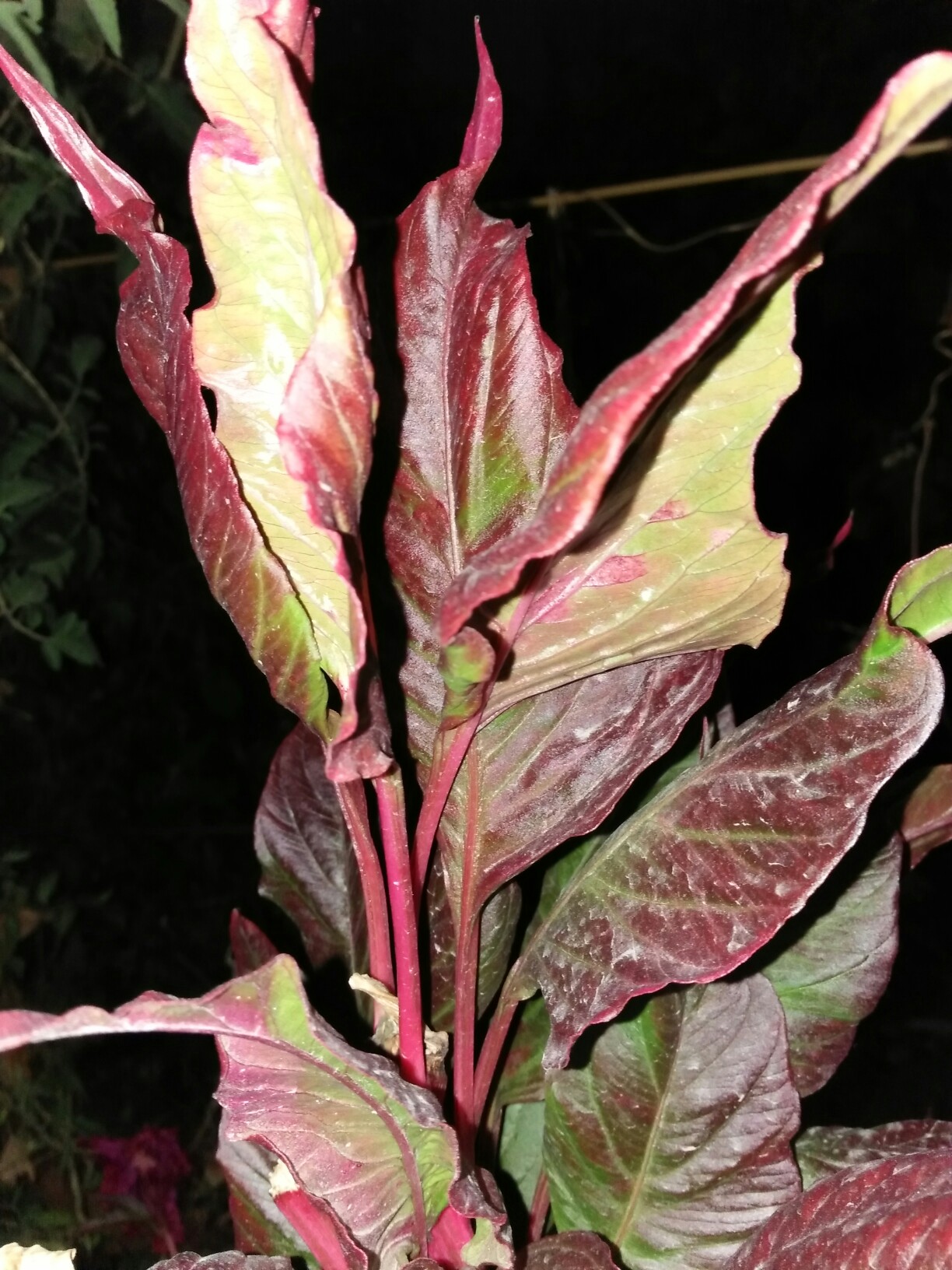 九月你好##秋日私语##红蓝生活