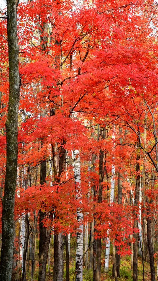 枫叶花语:积极向上,不断向前迈进,枫叶代表你对初恋.
