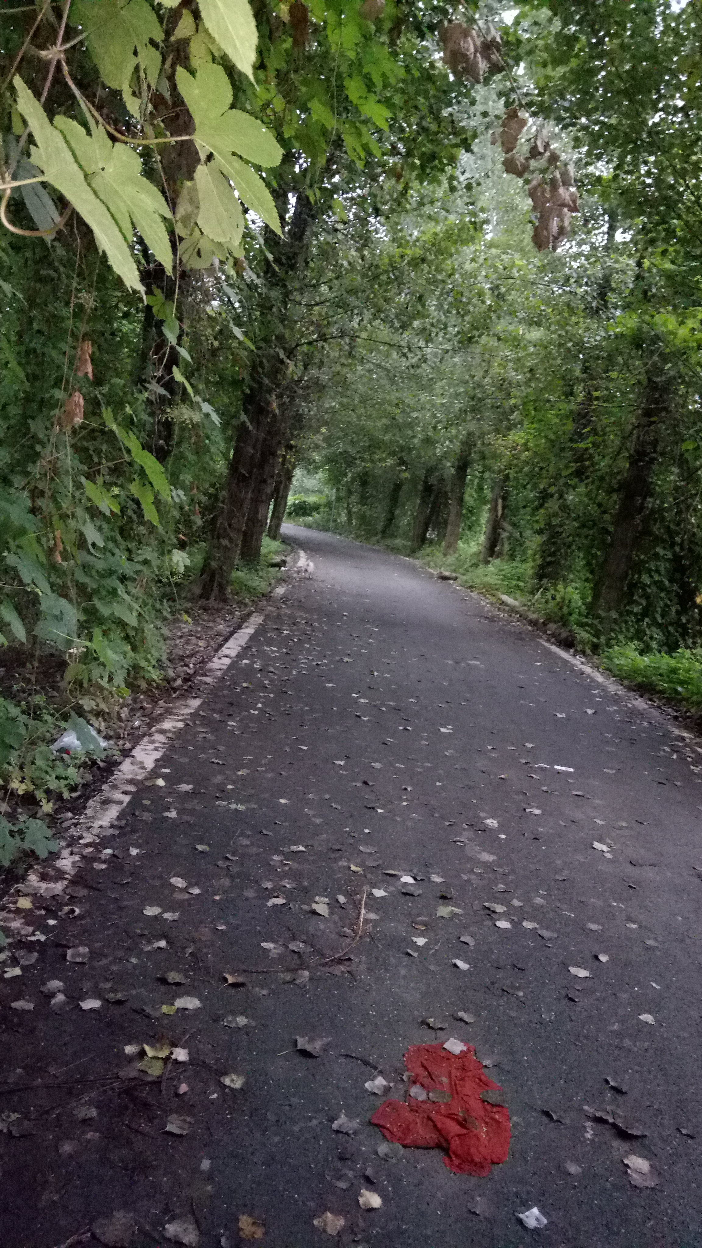 綠樹成蔭清晨鄉間小路的空氣真好