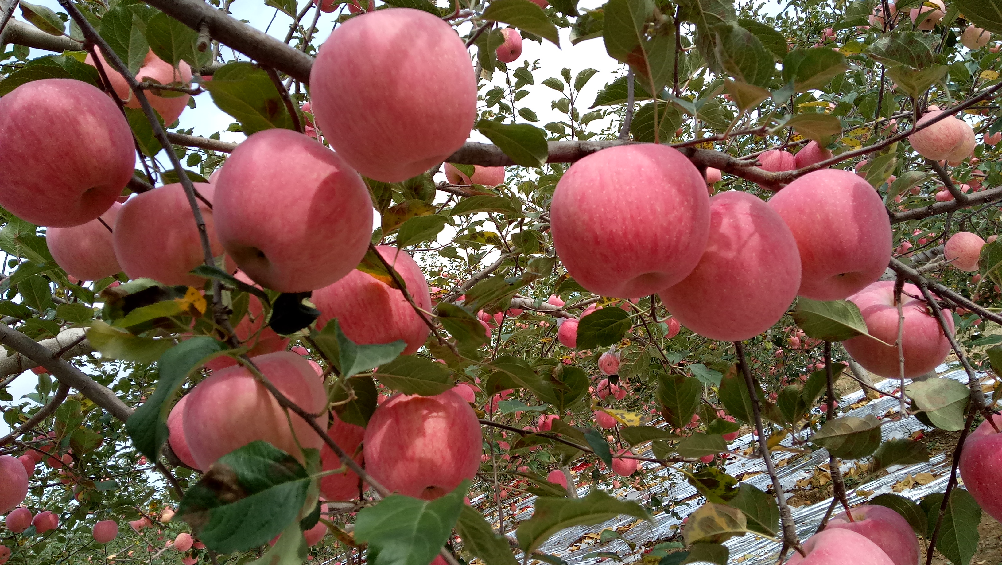 正中的洛川苹果