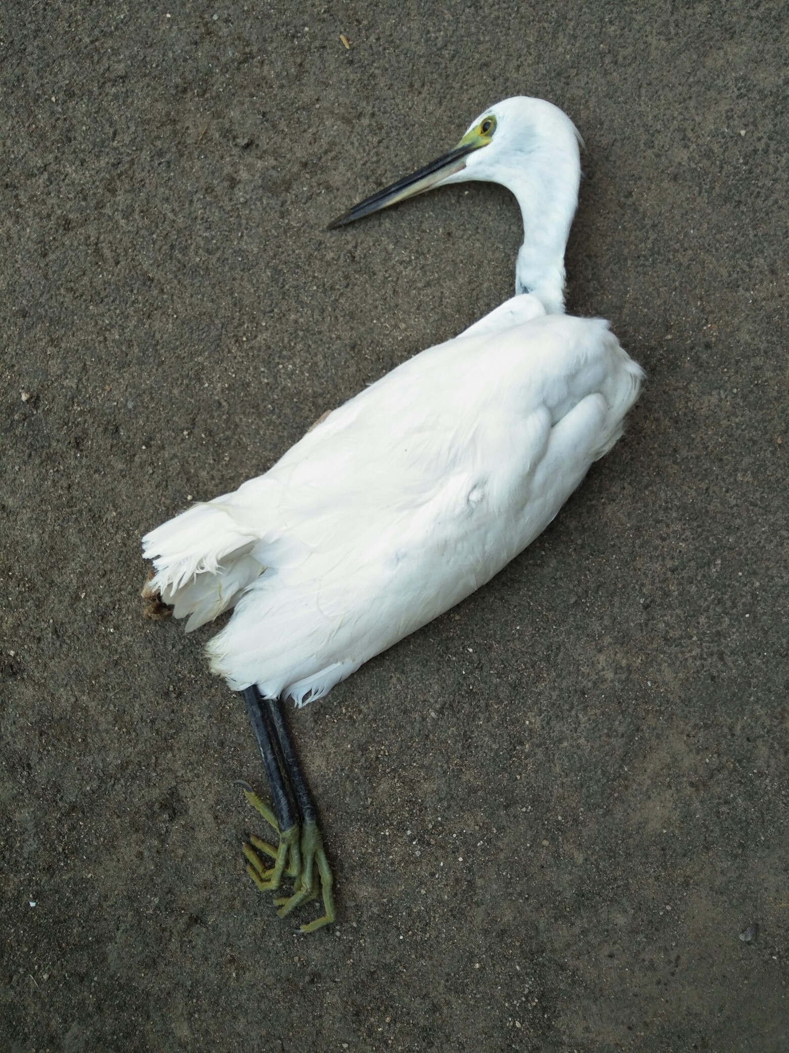 前两天死在门口的 白鹭