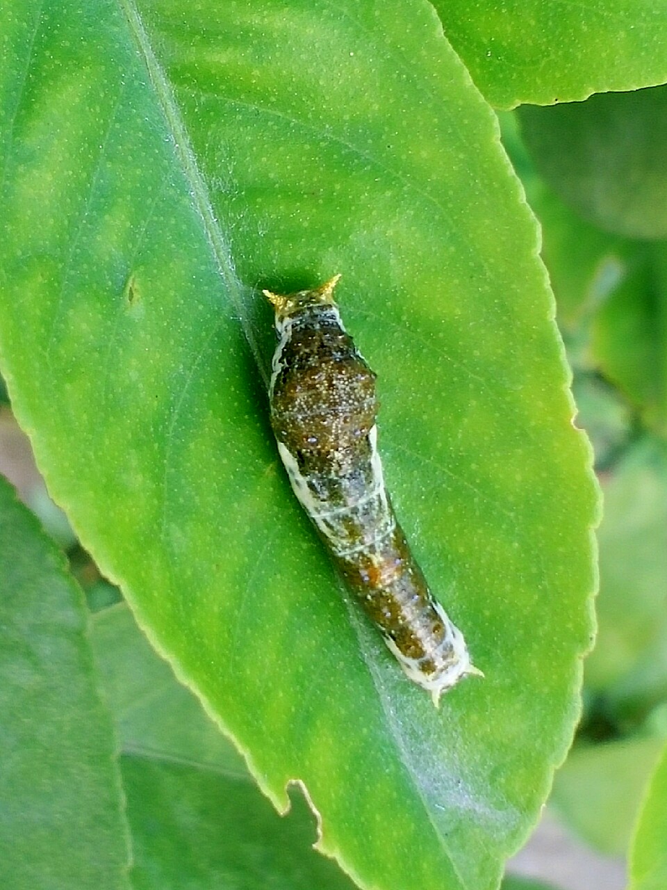 害虫._帖子_oppo手机官方社区