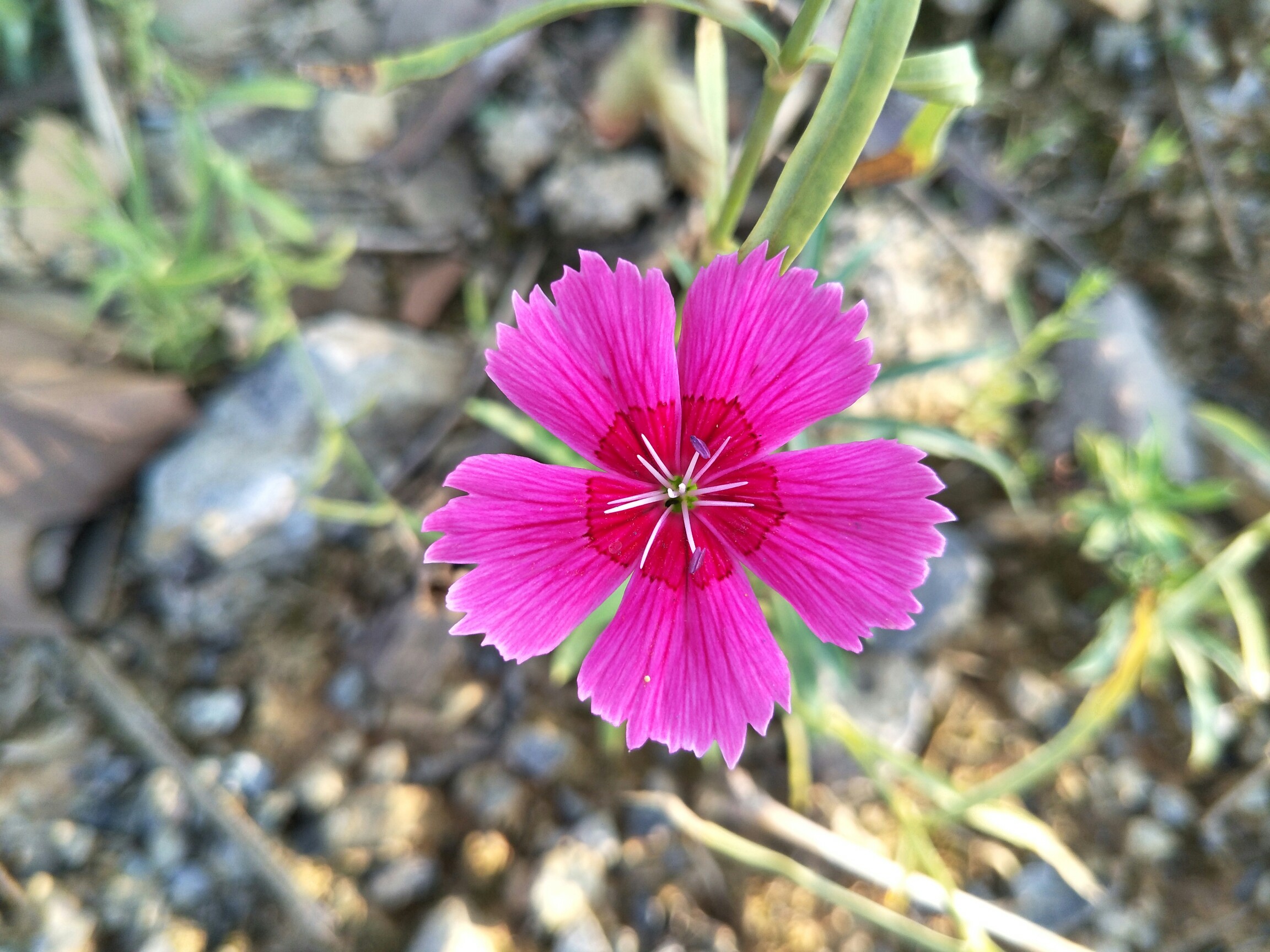 路边小野花