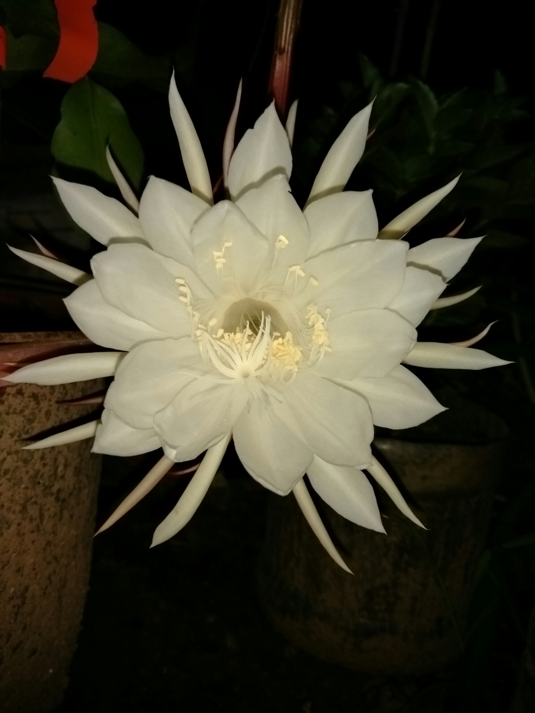 十月印象#昙花一现