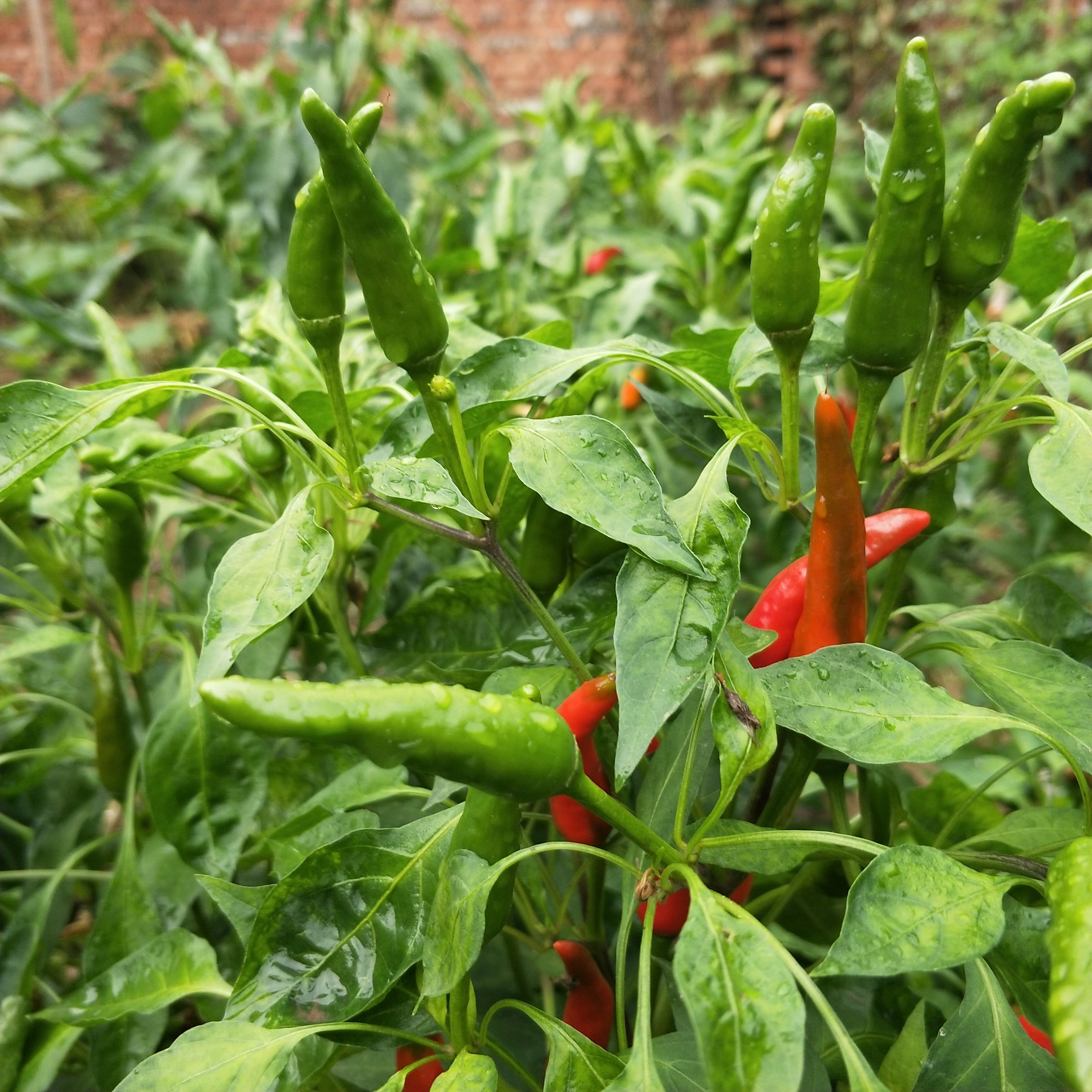 姥爷种的青红辣椒_帖子_oppo手机官方社区