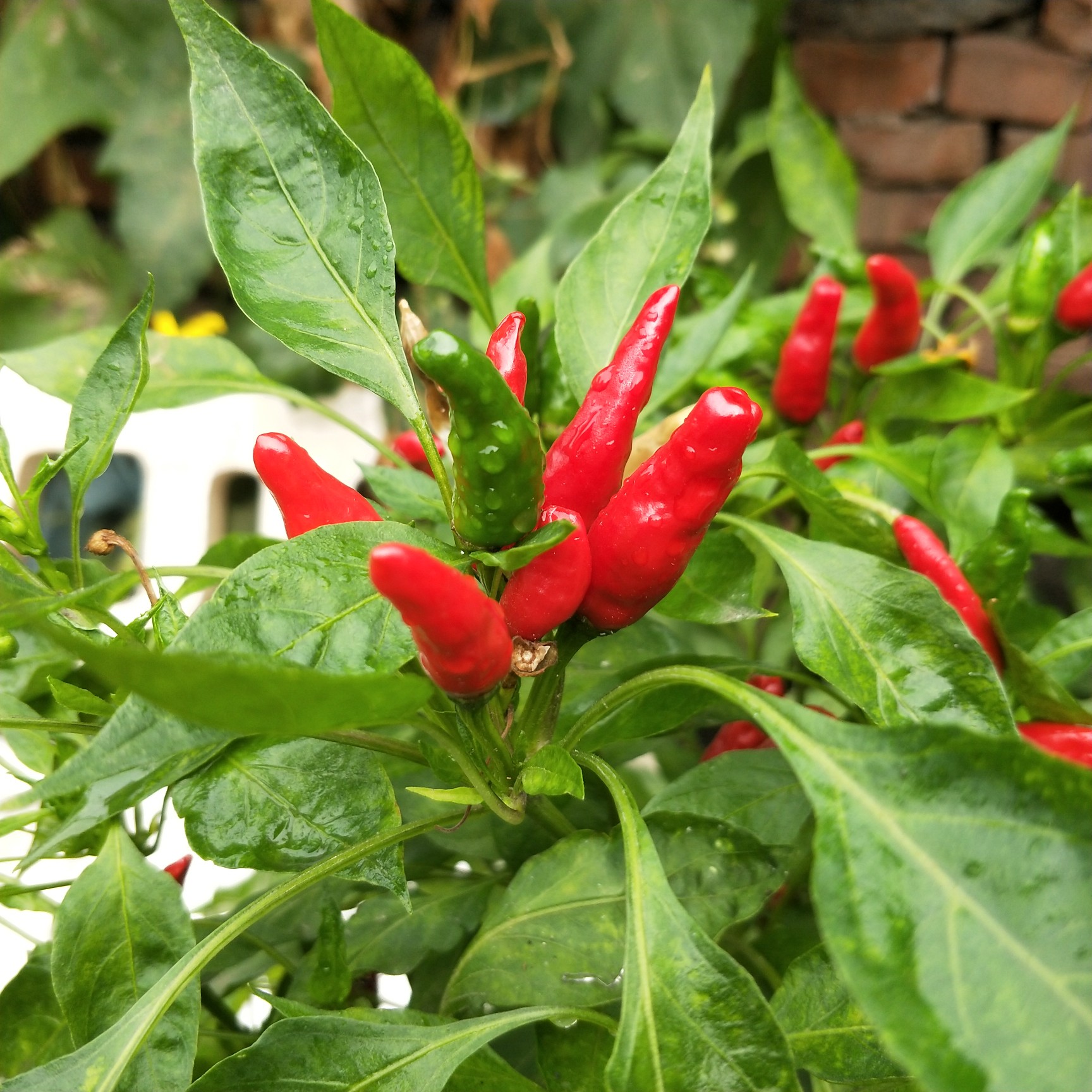 姥爷种的青红辣椒