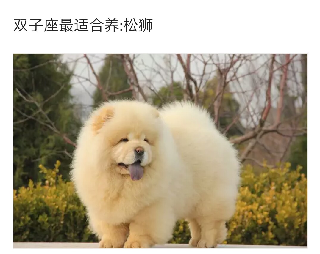 十二星座最适合养的狗狗,快看看你的幸运狗
