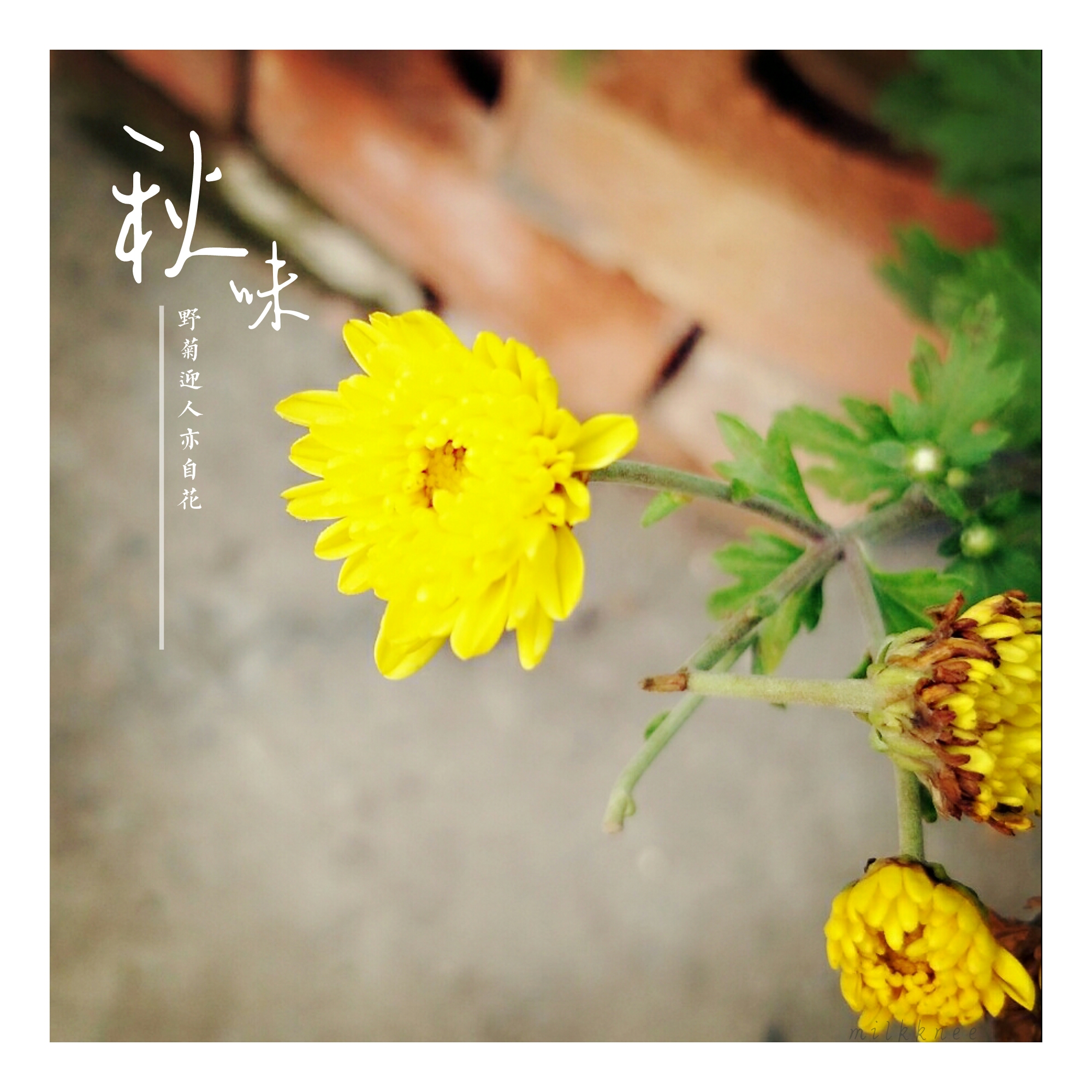 人淡如菊,犹记多情!