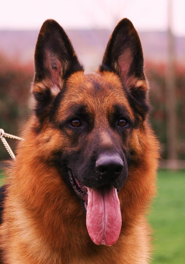 不管怎样都想要养一只