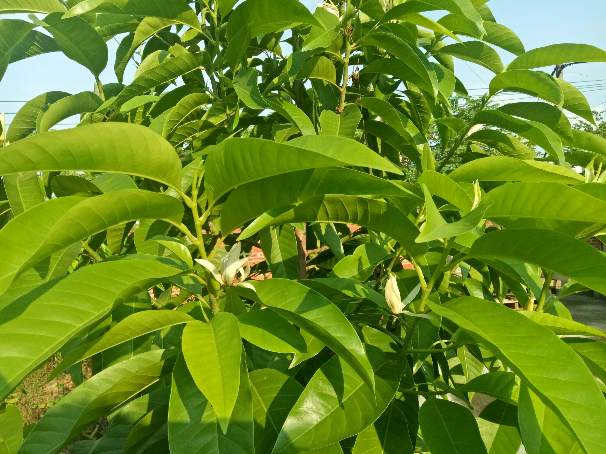厂里的香花树开花了,好香.