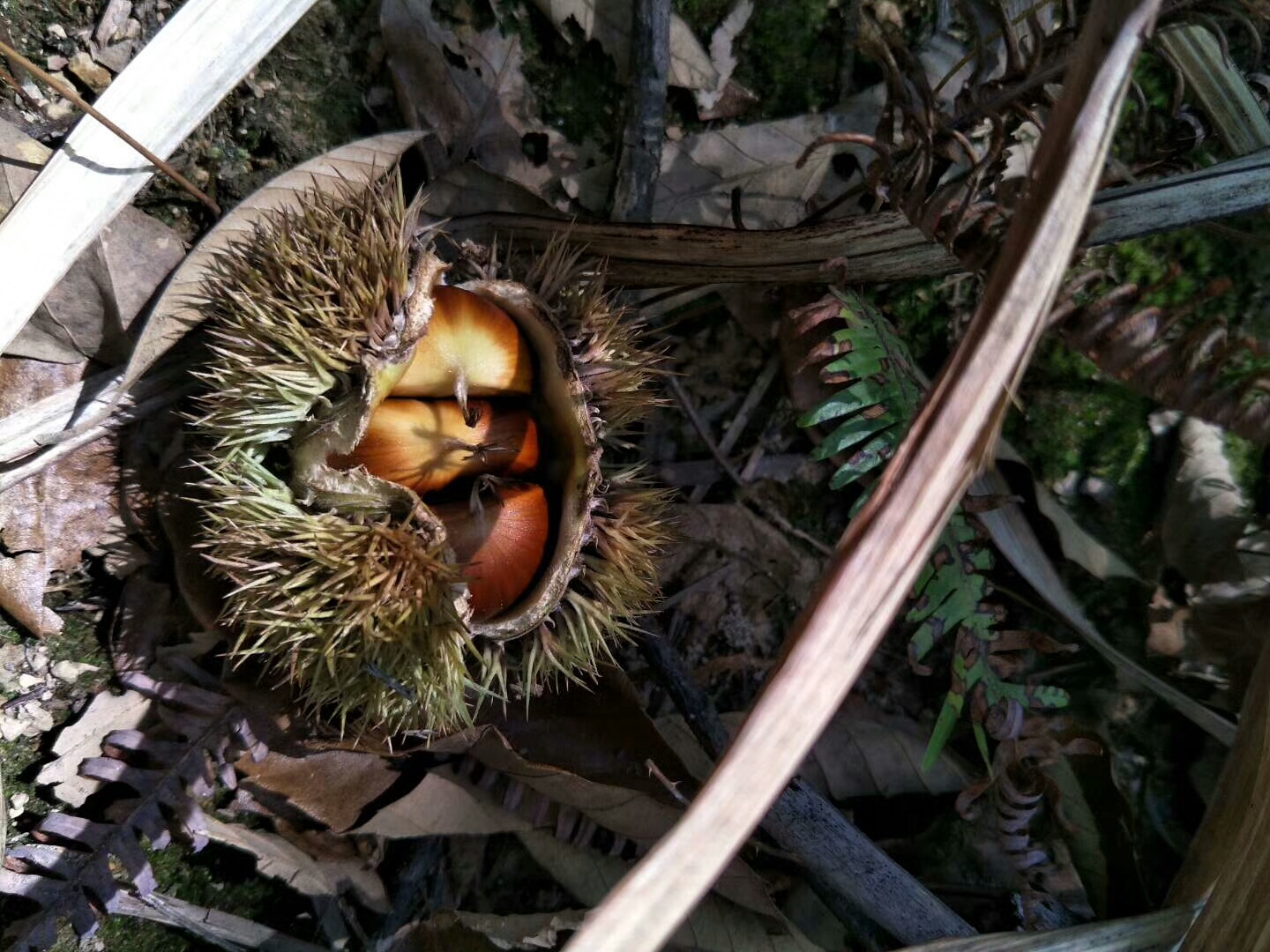 人生路,如板栗,一路奔跑,一路战战兢兢业业,饱受风.