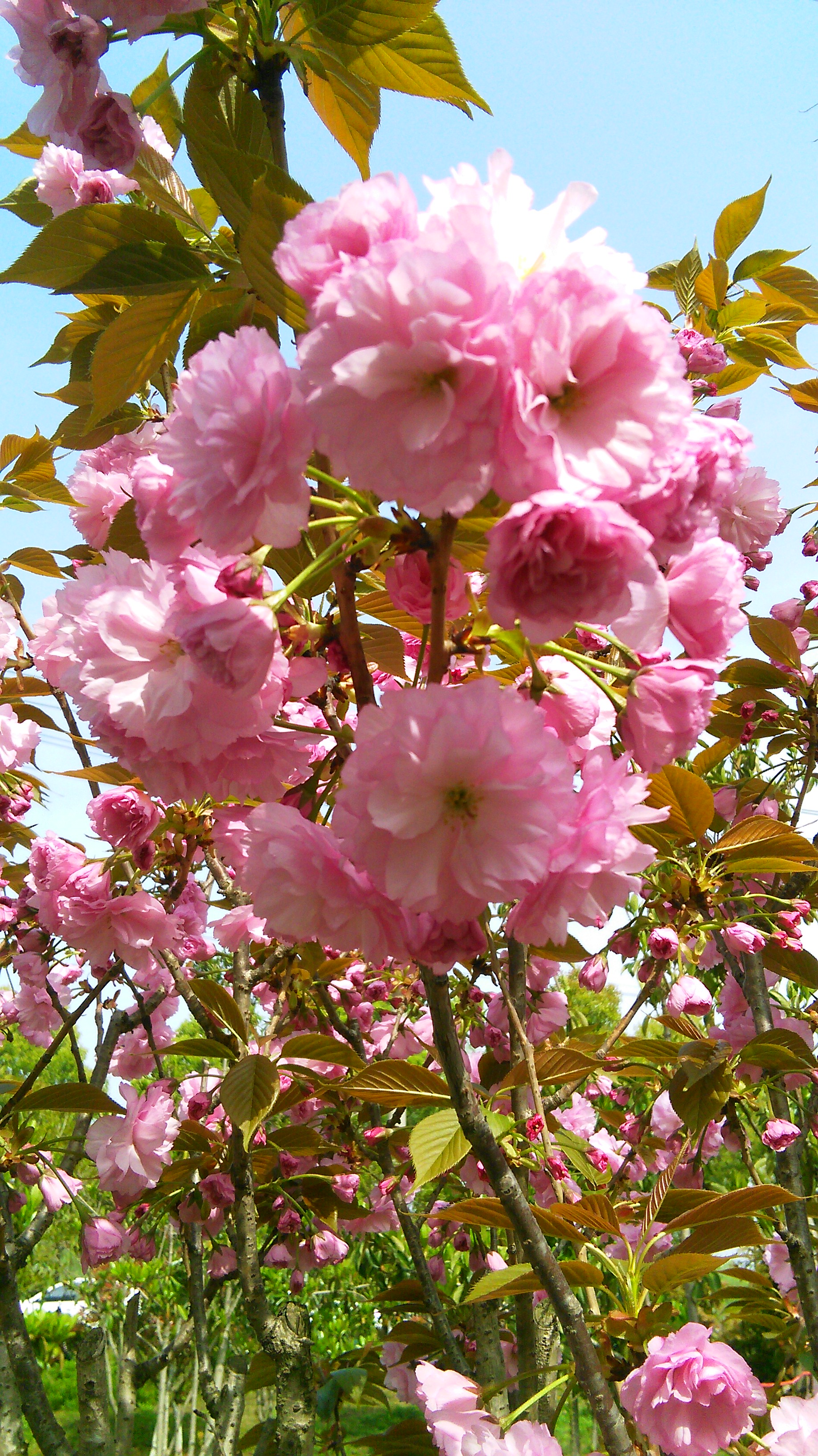 艳丽多姿的海棠花._帖子_oppo手机官方社区