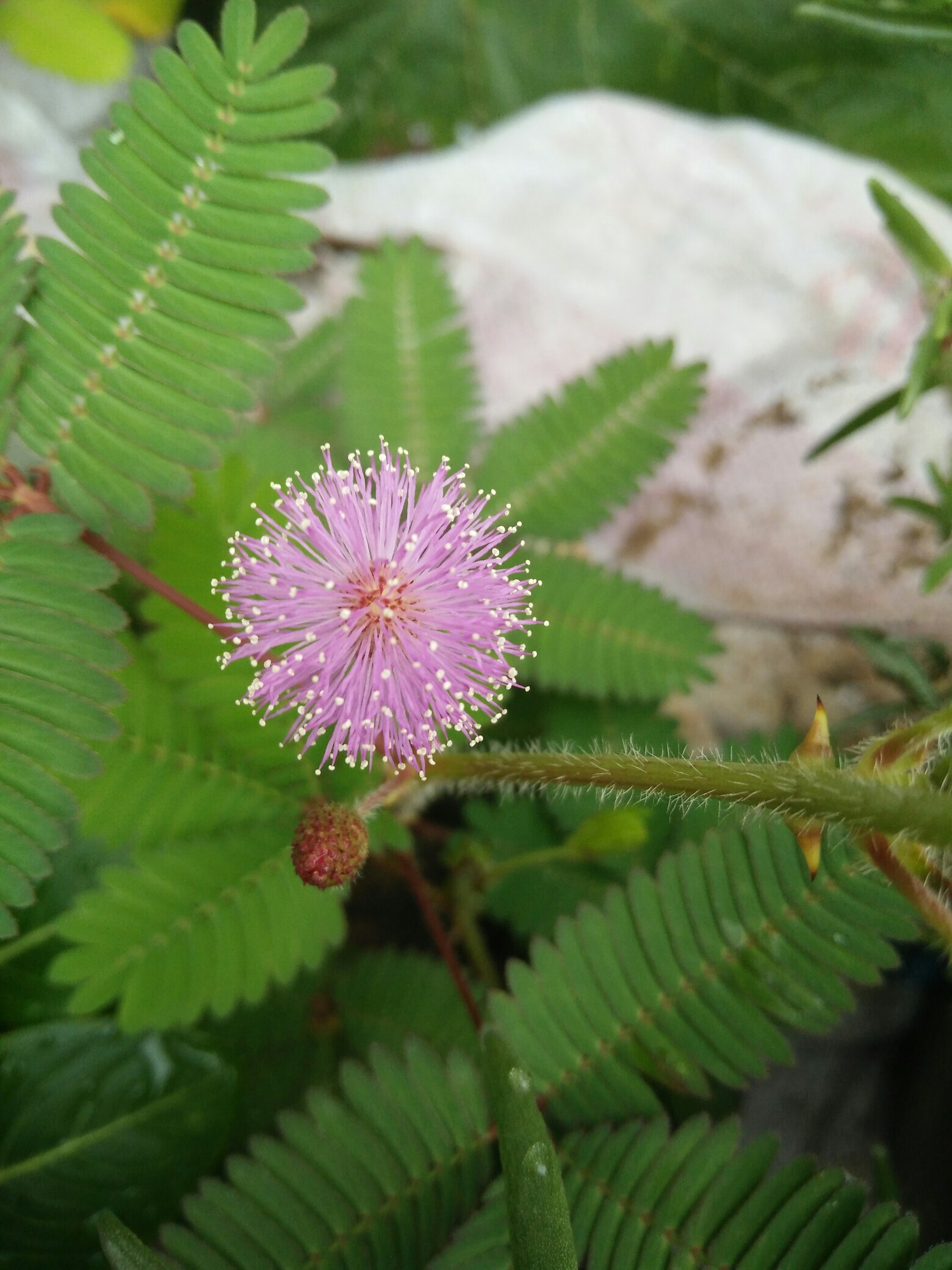 含羞草开花的季节.