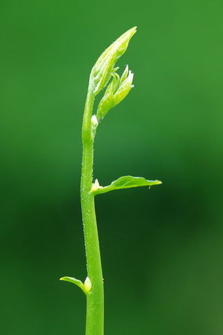 十月印象#_帖子_oppo手机官方社区