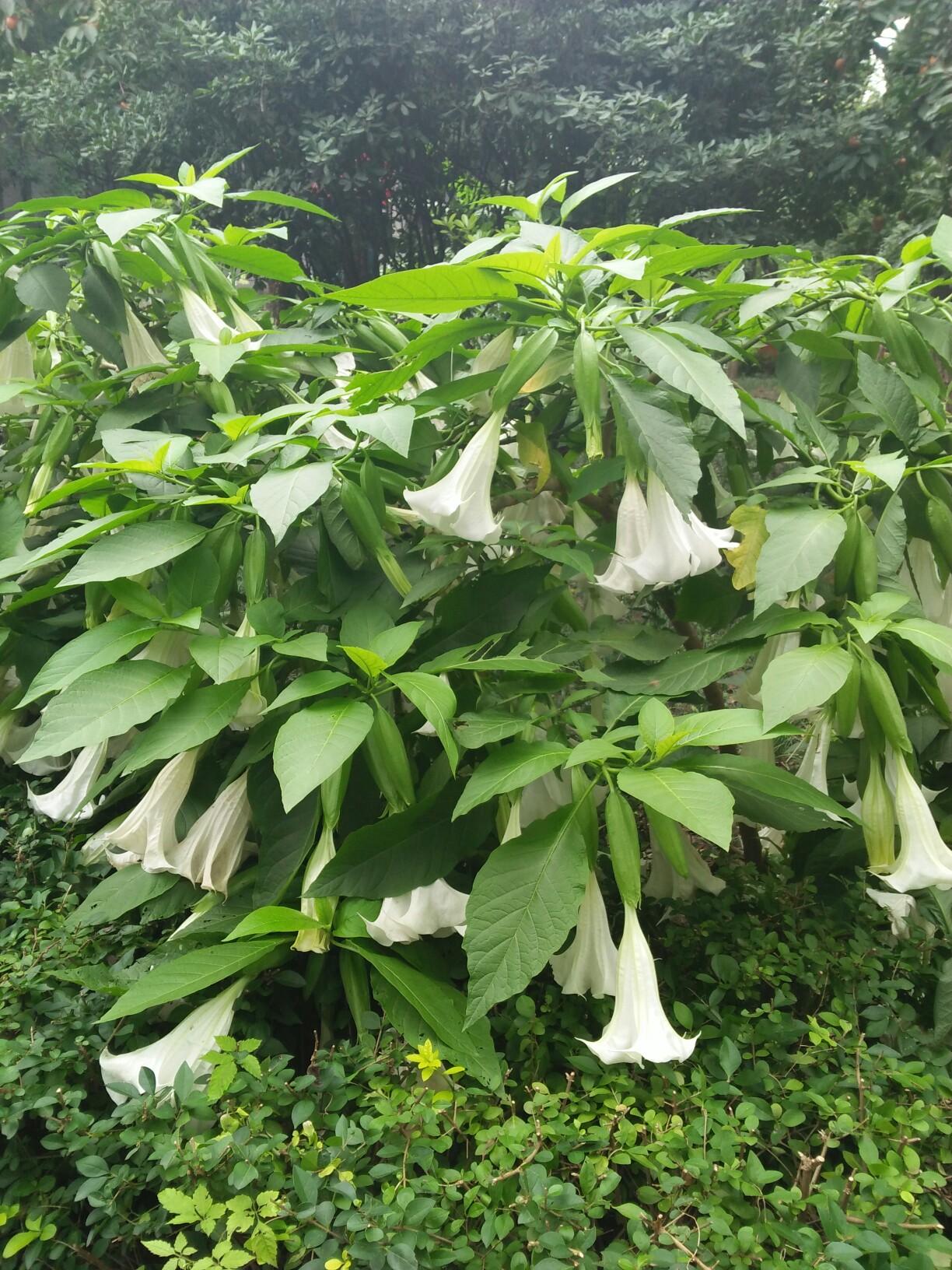 曼陀罗花叶子图片大全图片