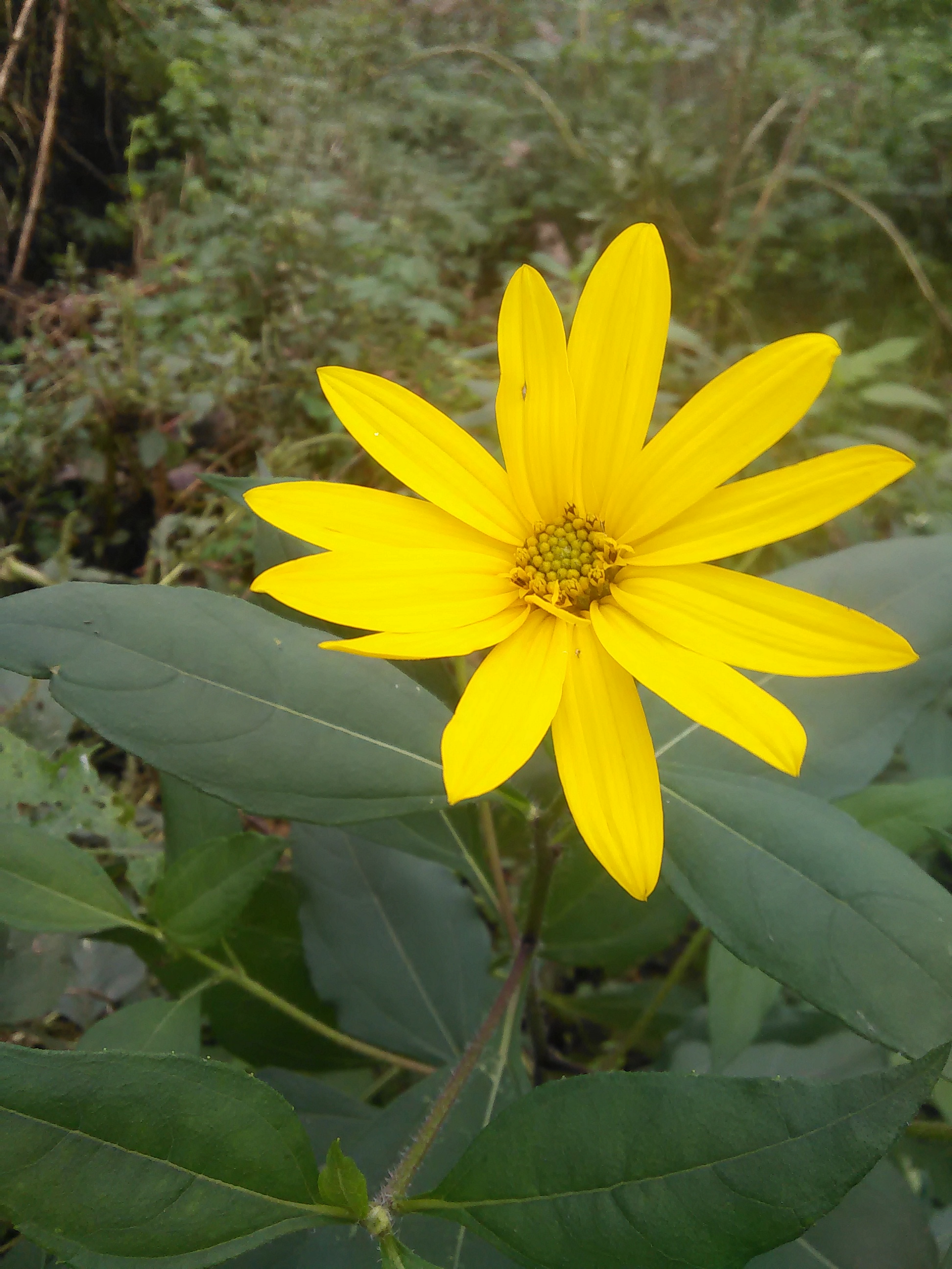 十月印象#洋姜花!_帖子_oppo手机官方社区