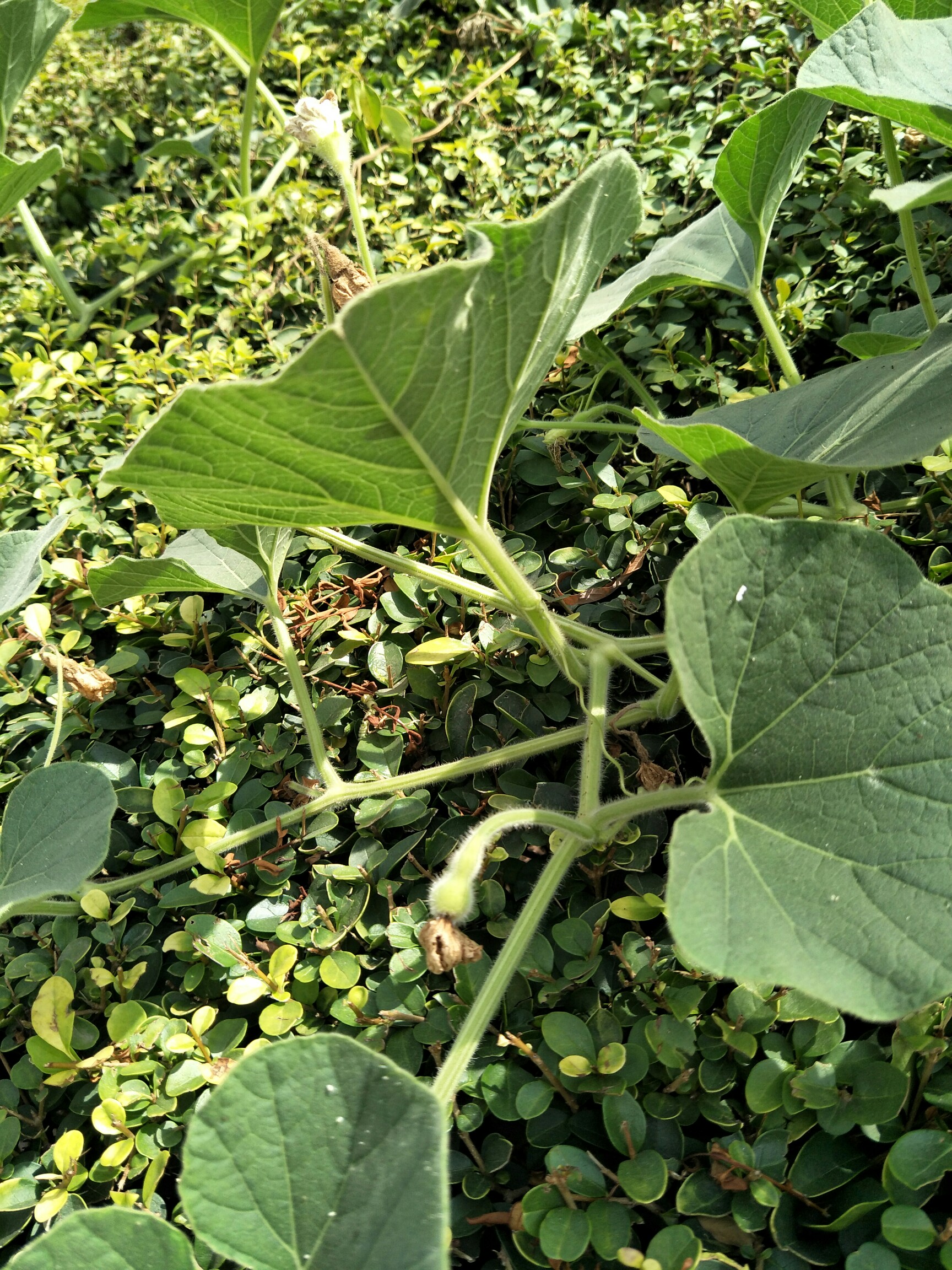 十月印象#种瓜得瓜种豆得豆,今年种的路虎葫芦娃_帖子_oppo手机官方